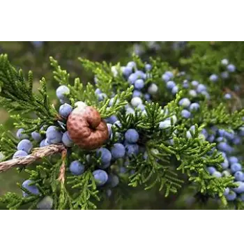 Fresh Juniper Berries juniper-berries18-676472-34518.webp