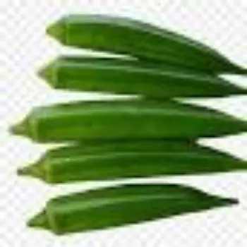 lady-finger13-8003932-88397.webp