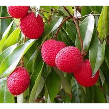 Natural Litchi Plant litchi-plant-08-458844-79028.webp
