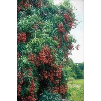 Natural Litchi Plants litchi-plant05-8886901-60370.webp