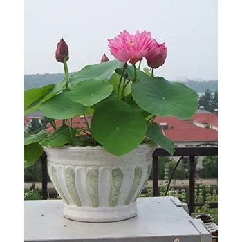 lotus-212-6898679-34235.webp