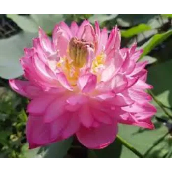 lotus-plant-07-9694010-4265.webp