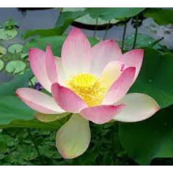 lotus-plant02-1946742-38768.webp