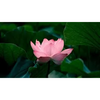 lotus-plant1-9965859-60636.webp