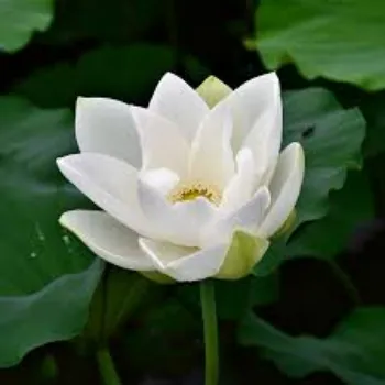 lotus-plant2-1311390-80861.webp