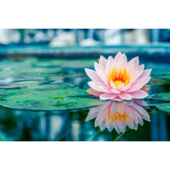lotus-plant2-5963463-14741.webp