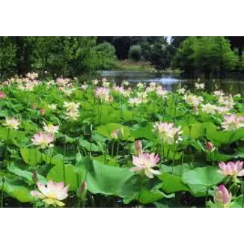 lotus-plant3-2331951-57904.webp