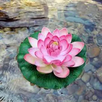 lotus-plants03-794331-99232.webp