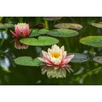 lotus-plants05-4962855-97828.webp