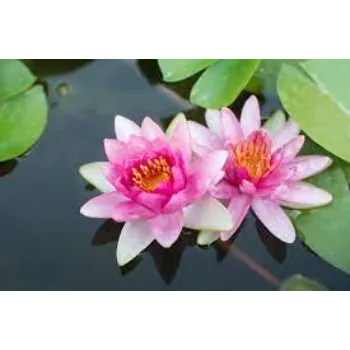 lotus-plants08-2374915-51930.webp