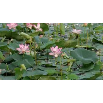 lotus-plants10-9735726-91095.webp