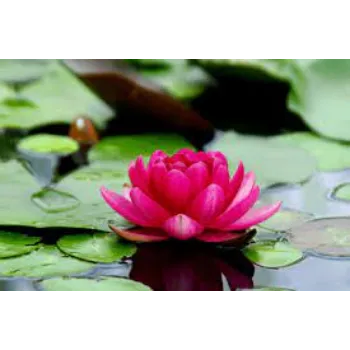 lotus-plants13-1644802-27200.webp