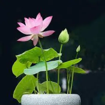 lotus-plants7-8360115-97139.webp