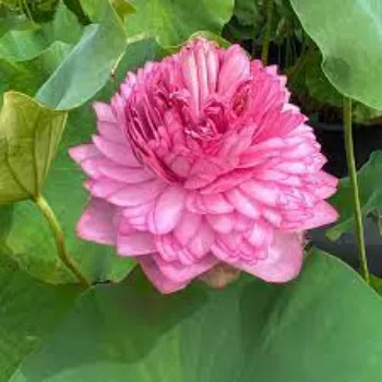 lotus-plantt5-8578910-3282.webp