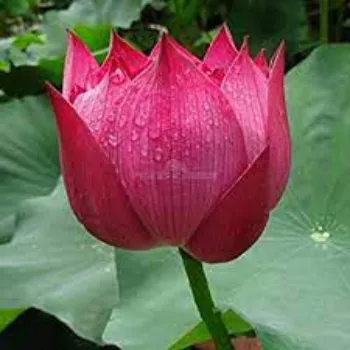 lotus-plnt1-6403060-68596.webp