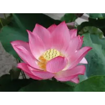 lotus-plnt2-7046952-71074.webp