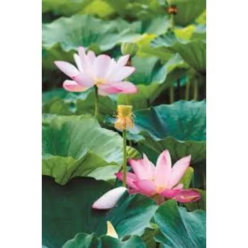 lotus-plnt6-7566549-41570.webp