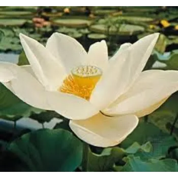 lotus-plnt7-3792830-28749.webp