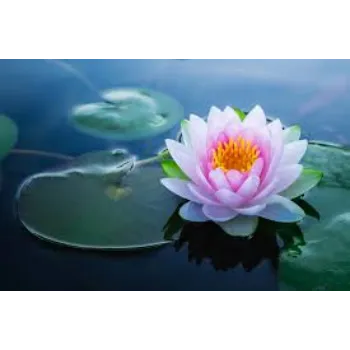lotus-plnt8-1243892-3321.webp