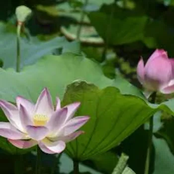 lotus-plnt9-7113525-84712.webp