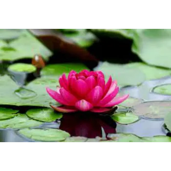 lotus3-4280576-71438.webp