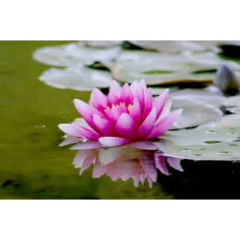 lotus3-4731605-96804.webp