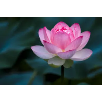 lotus4-5755777-86907.webp