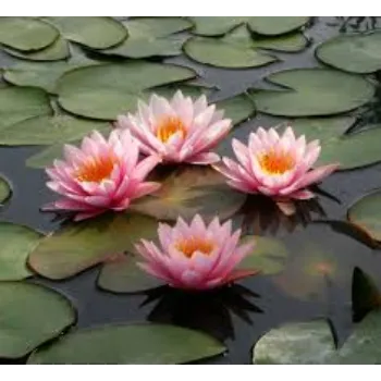 lotus5-6021914-44257.webp