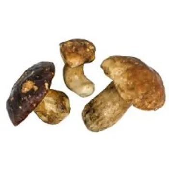 Frozen Mushroom mush-room3-4609304-29495.webp