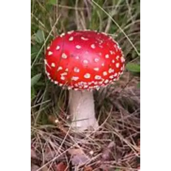 mushroom-01-4402680-26800.webp