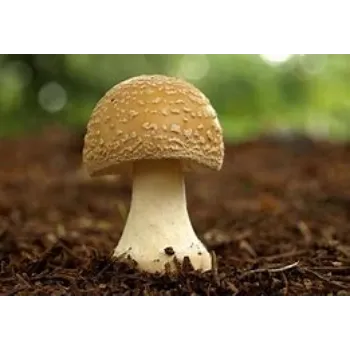 mushroom-01-9985611-47462.webp