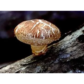 mushroom-02-2744290-43425.webp