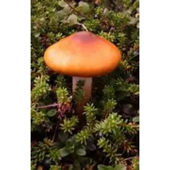 mushroom-02-9789738-53695.webp