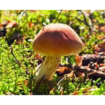 mushroom-03-6062906-51728.webp