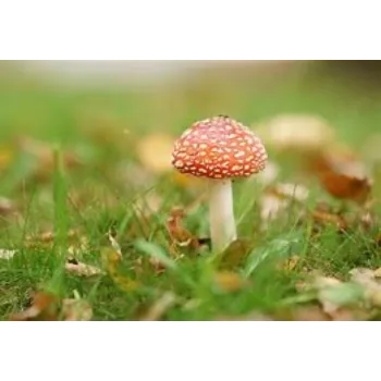 mushroom-03-7678130-5226.webp
