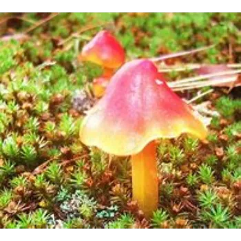 mushroom-04-7273961-31811.webp