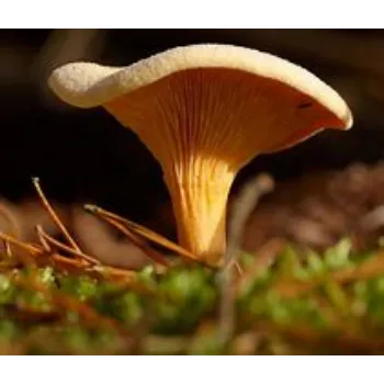mushroom-05-8836388-41156.webp