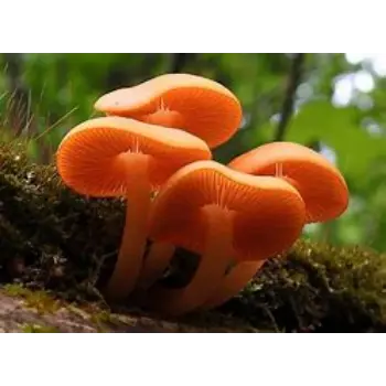 mushroom-05-9427455-50222.webp