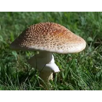 mushroom-06-2013060-36421.webp