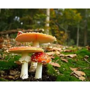 mushroom-06-3325077-6559.webp