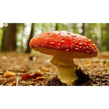 mushroom-07-3682019-83481.webp