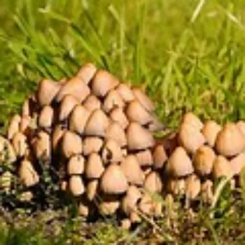 mushroom-07-8103009-41146.webp