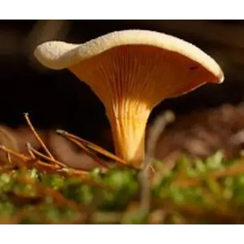 mushroom-08-6398936-19252.webp