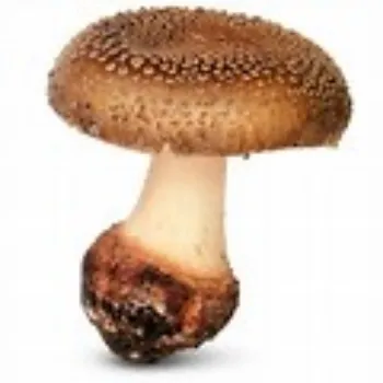 mushroom-09-9088990-72312.webp