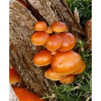 mushroom-10-7454763-22462.webp