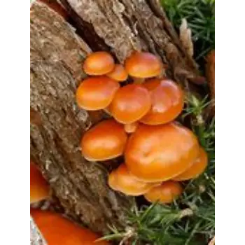 mushroom-10-9745749-50248.webp