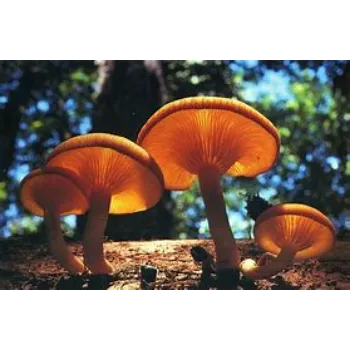 mushroom-11-6014731-62000.webp