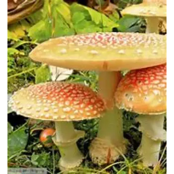 mushroom-11-6627455-27342.webp