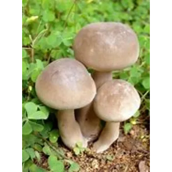 mushroom-12-1321195-58691.webp