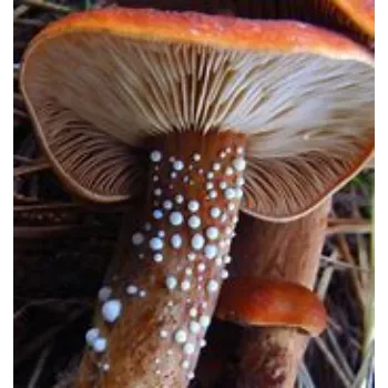 mushroom-15-6120886-75984.webp